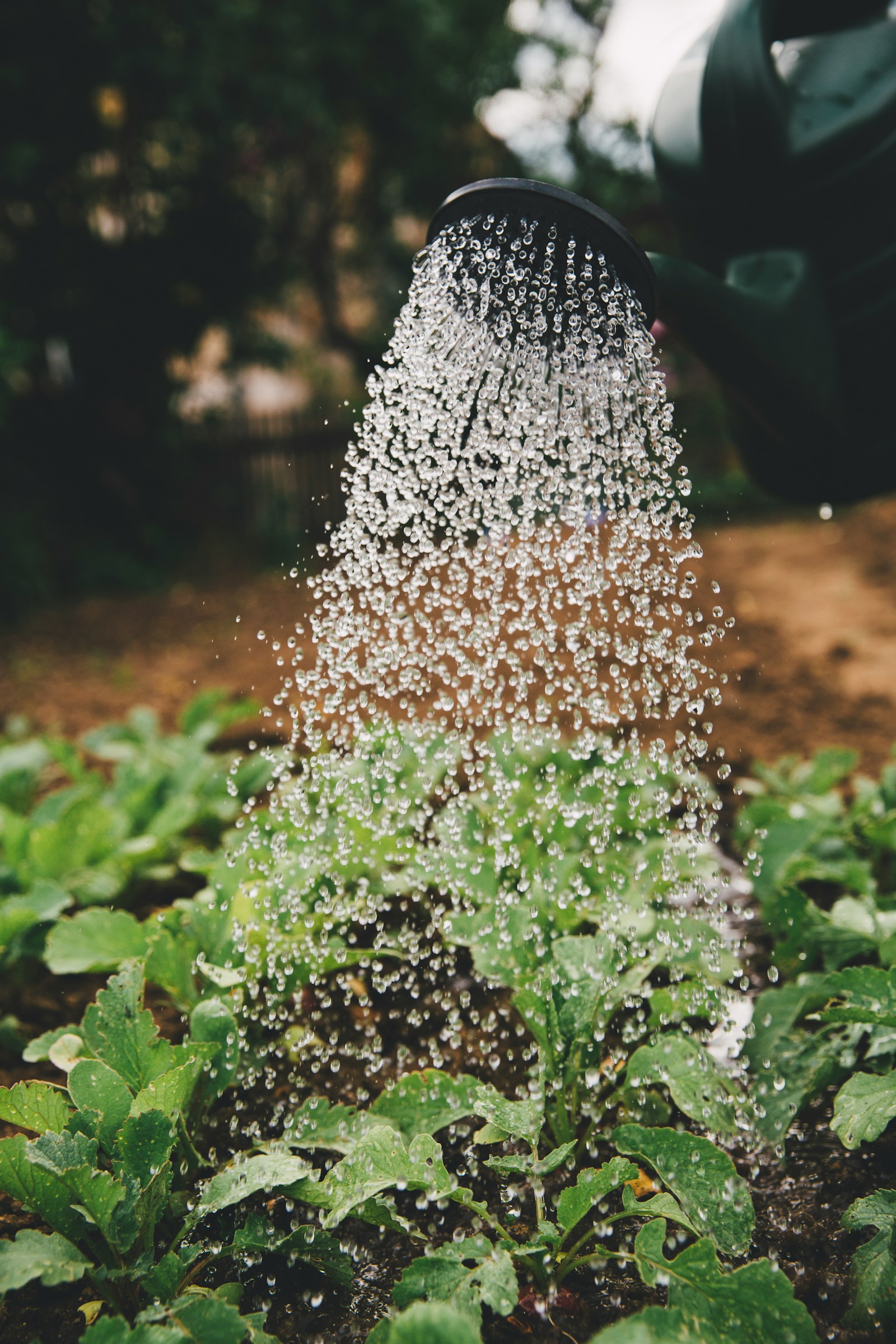植物に丁寧に水をやる手元のイメージ